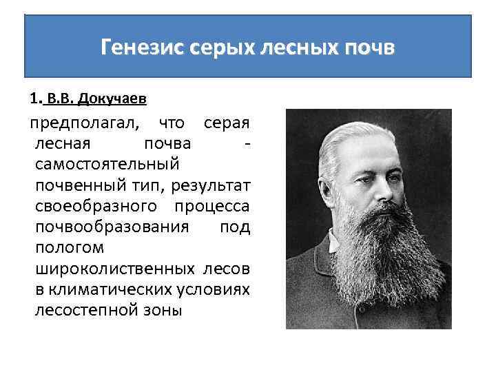 Генезис серых лесных почв 1. В. В. Докучаев предполагал, что серая лесная почва -