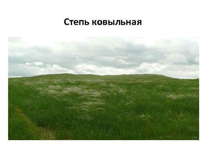 Степь ковыльная 