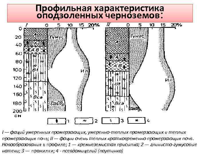 Профильная характеристика оподзоленных черноземов: I — фаций умеренных промерзающих, умеренно-теплых промерзающих и теплых промерзающих