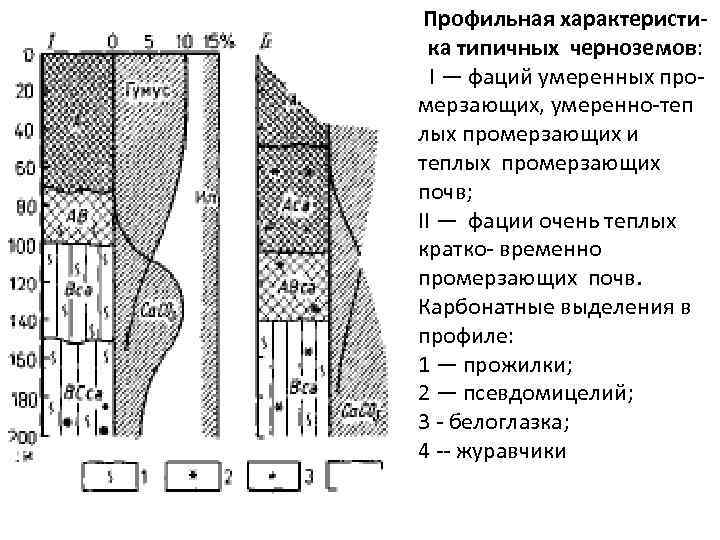 Профильная характеристика типичных черноземов: I — фаций умеренных про мерзающих, умеренно теп лых промерзающих