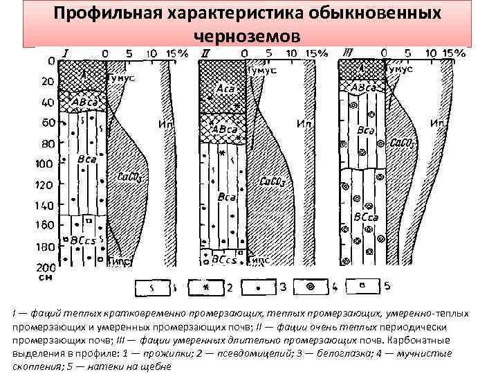 Профильная характеристика обыкновенных черноземов I — фаций теплых кратковременно промерзающих, теплых промерзающих, умеренно-теплых промерзающих