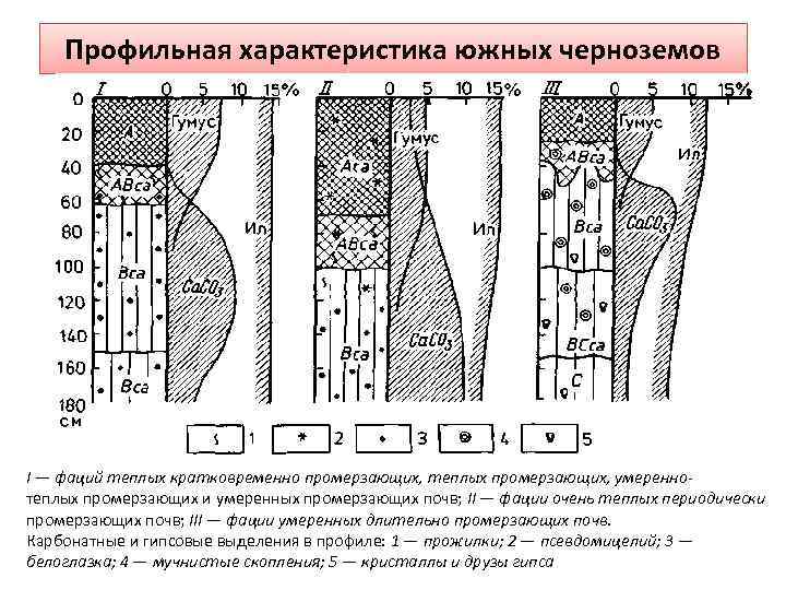 Профильная характеристика южных черноземов I — фаций теплых кратковременно промерзающих, теплых промерзающих, умереннотеплых промерзающих