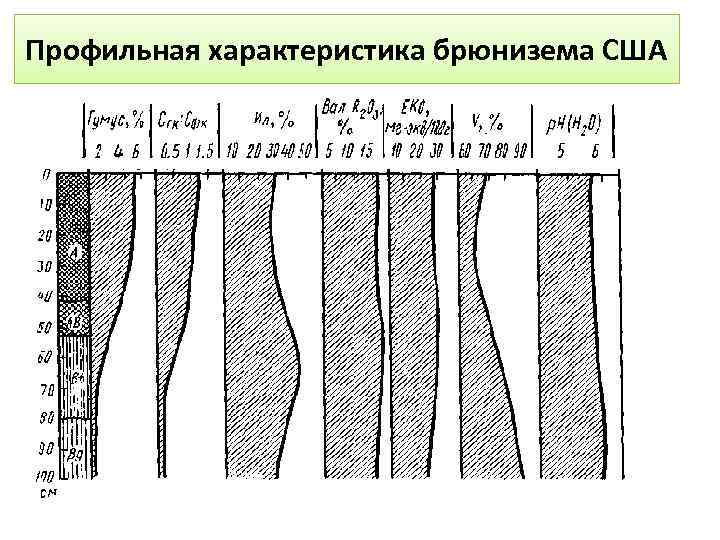 Профильная характеристика брюнизема США 