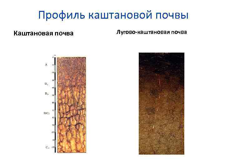 Профиль каштановой почвы Каштановая почва Лугово-каштановая почва 