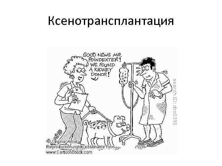 Ксенотрансплантация 