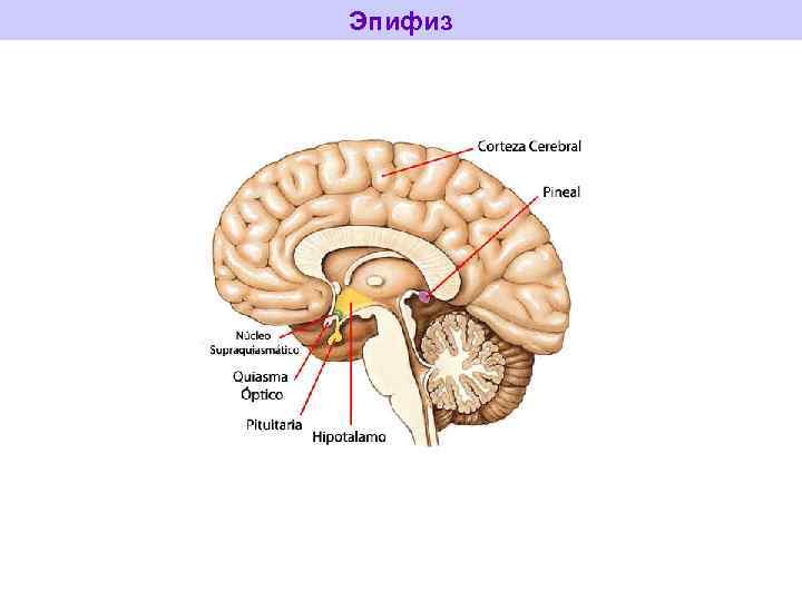 Эпифиз и гипофиз презентация