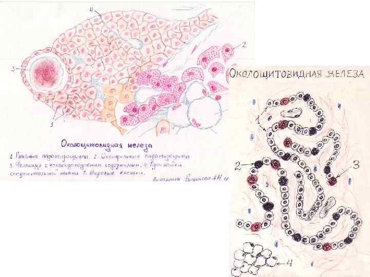 Гипофиз и эпифиз на рисунке отмечены цифрой