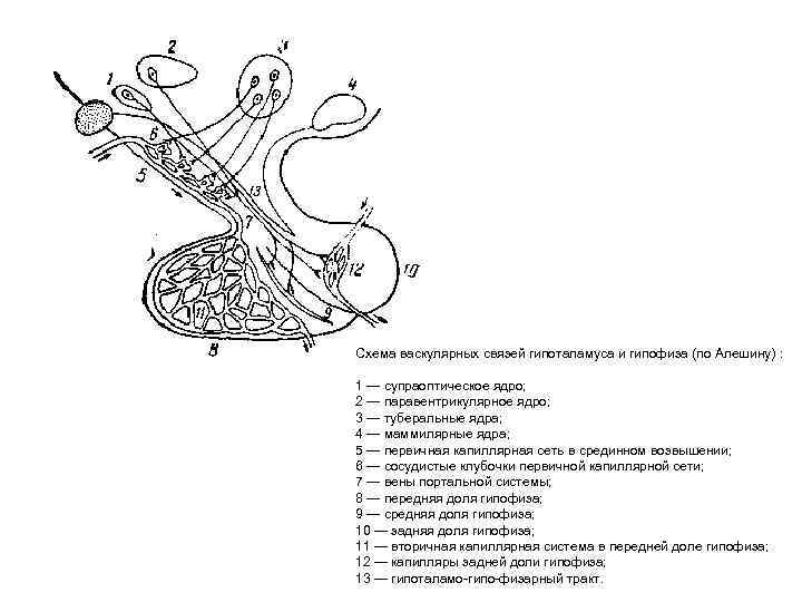 Схема васкулярных связей гипоталамуса и гипофиза (по Алешину) : 1 — супраоптическое ядро; 2