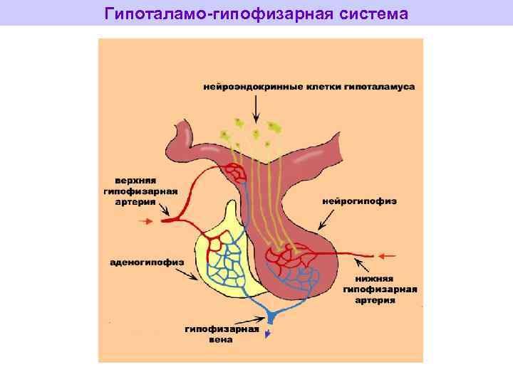 Гипоталамо-гипофизарная система 