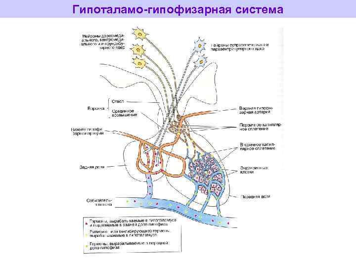 Гипофиза гипоталамо гипофизарная система