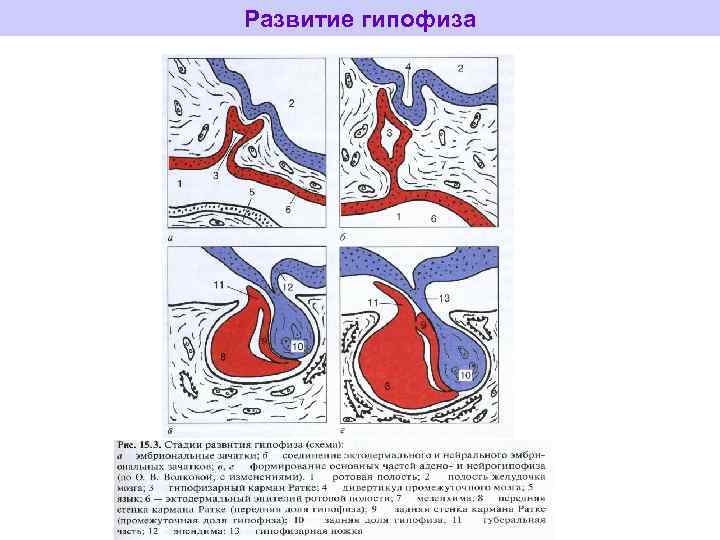 Гипофиз и эпифиз на рисунке отмечены цифрой