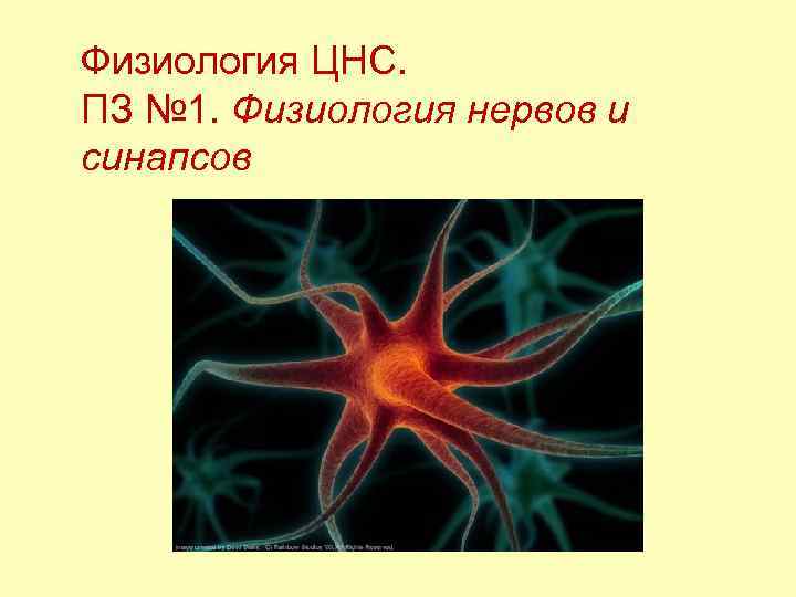 Физиология ЦНС. ПЗ № 1. Физиология нервов и синапсов 