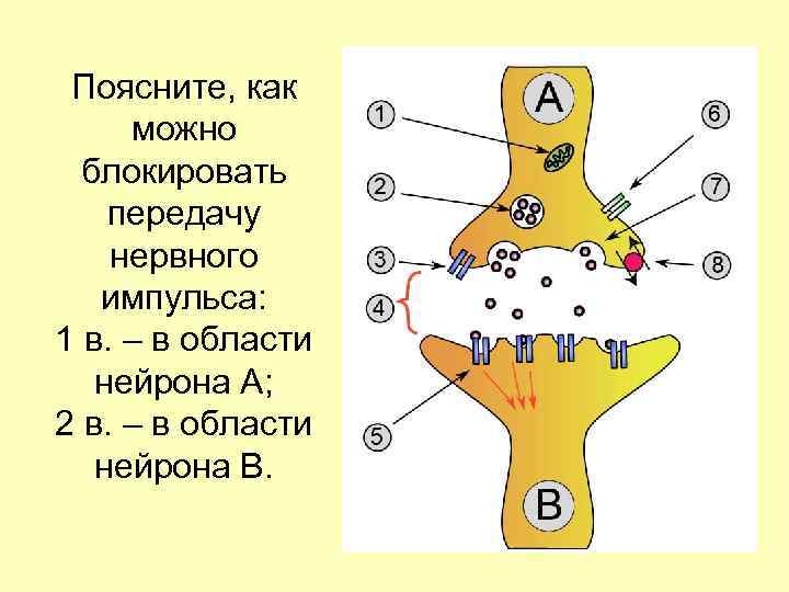 Поясните, как можно блокировать передачу нервного импульса: 1 в. – в области нейрона А;