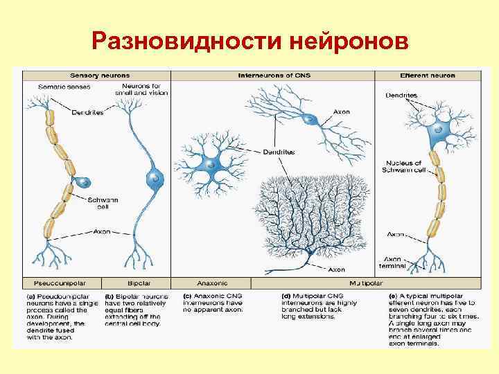 Какие структуры характерны