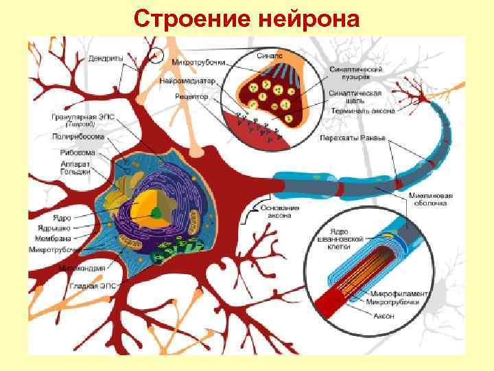 Строение нейрона 