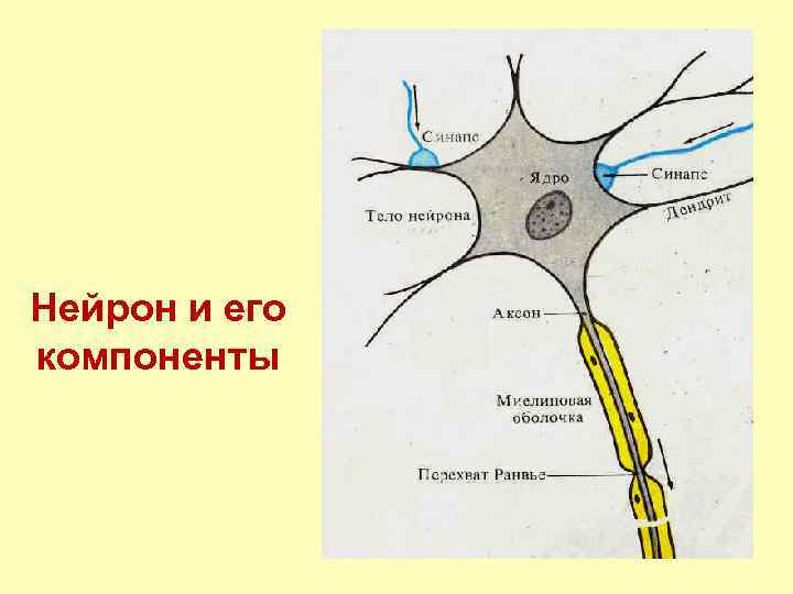 Нейрон и его компоненты 