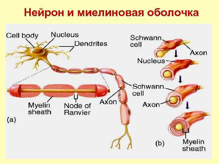 Нейрон и миелиновая оболочка 