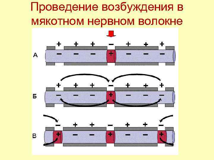 Проведение возбуждения