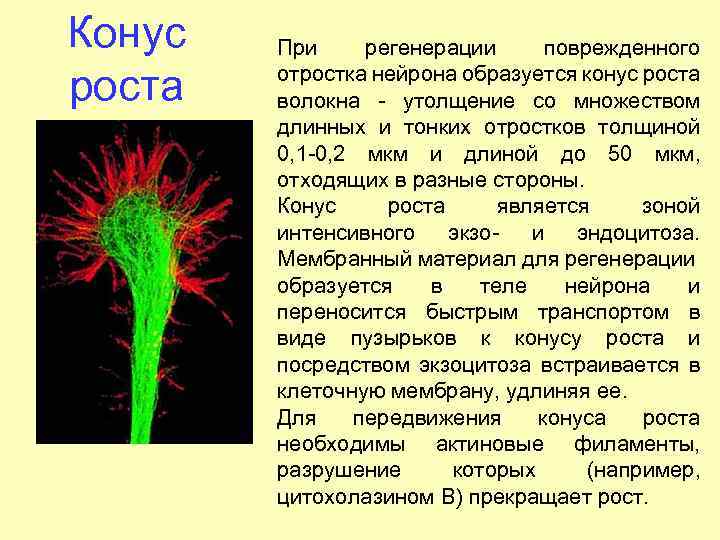 Конус роста При регенерации поврежденного отростка нейрона образуется конус роста волокна утолщение со множеством