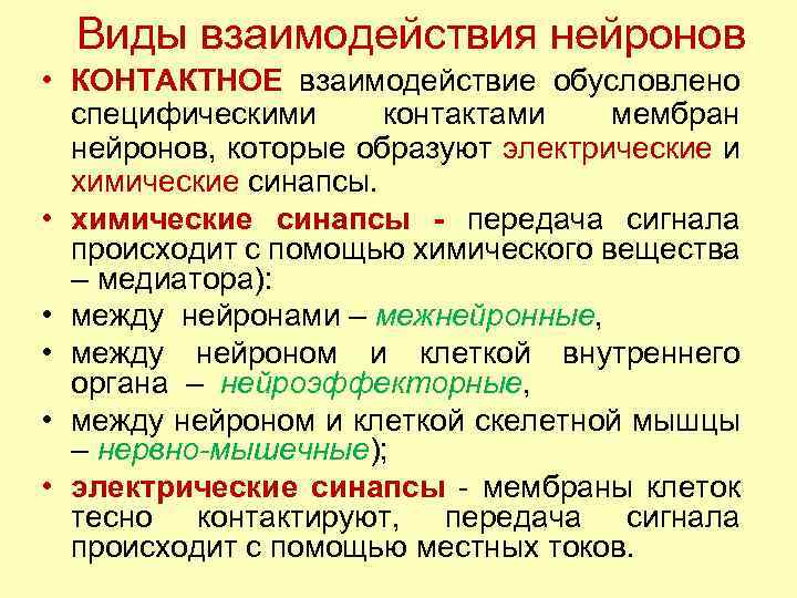 Виды взаимодействия нейронов • КОНТАКТНОЕ взаимодействие обусловлено специфическими контактами мембран нейронов, которые образуют электрические