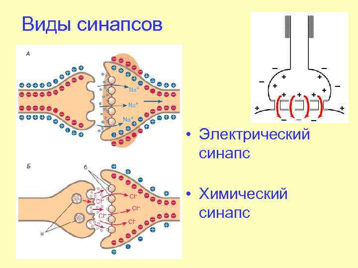 Рассмотрите рисунок холинергического синапса что обозначено цифрами 1 3