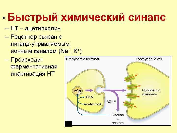  • Быстрый химический синапс – НТ – ацетилхолин – Рецептор связан с лиганд