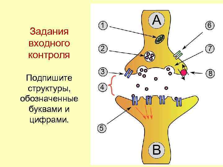 Задания входного контроля Подпишите структуры, обозначенные буквами и цифрами. 