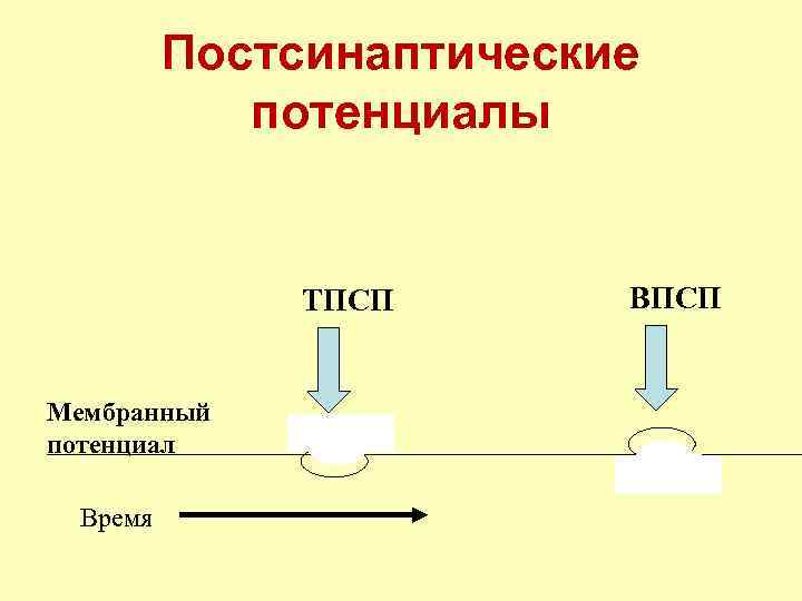 Постсинаптические потенциалы ТПСП Мембранный потенциал Время ВПСП 