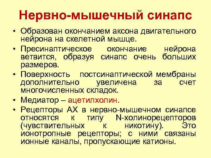 Нервно-мышечный синапс • Образован окончанием аксона двигательного нейрона на скелетной мышце. • Пресинаптическое окончание