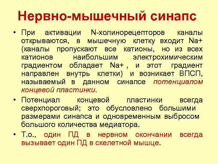 Нервно-мышечный синапс • При активации N холинорецепторов каналы открываются, в мышечную клетку входит Nа+