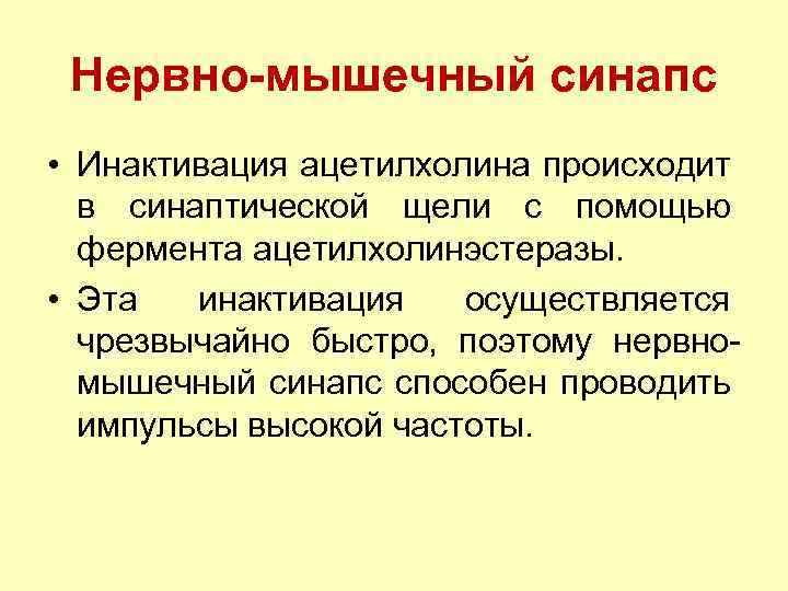 Нервно-мышечный синапс • Инактивация ацетилхолина происходит в синаптической щели с помощью фермента ацетилхолинэстеразы. •