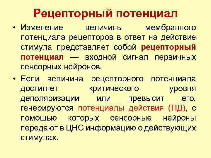 Рецепторный потенциал • Изменение величины мембранного потенциала рецепторов в ответ на действие стимула представляет