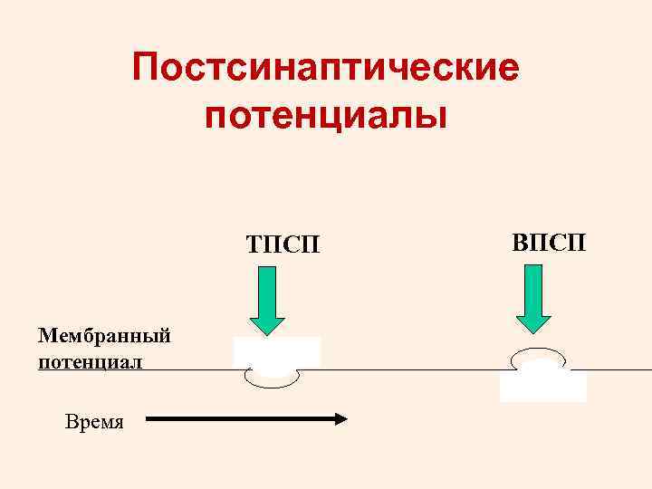 Постсинаптические потенциалы ТПСП Мембранный потенциал Время ВПСП 