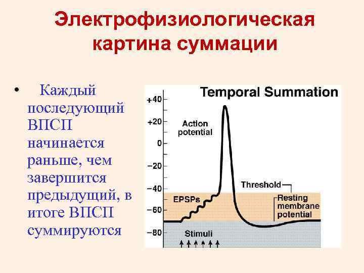 Электрофизиологическая картина суммации • Каждый последующий ВПСП начинается раньше, чем завершится предыдущий, в итоге