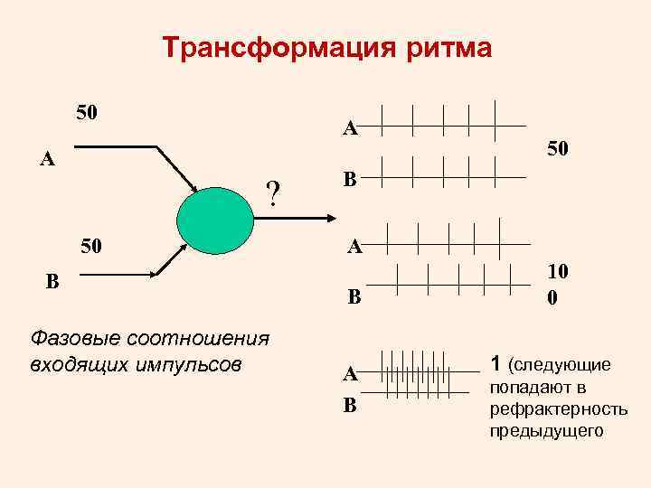 Трансформация ритма 50 А А ? 50 В Фазовые соотношения входящих импульсов 50 В