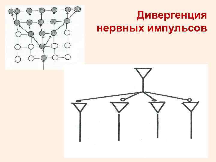 Дивергенция нервных импульсов 