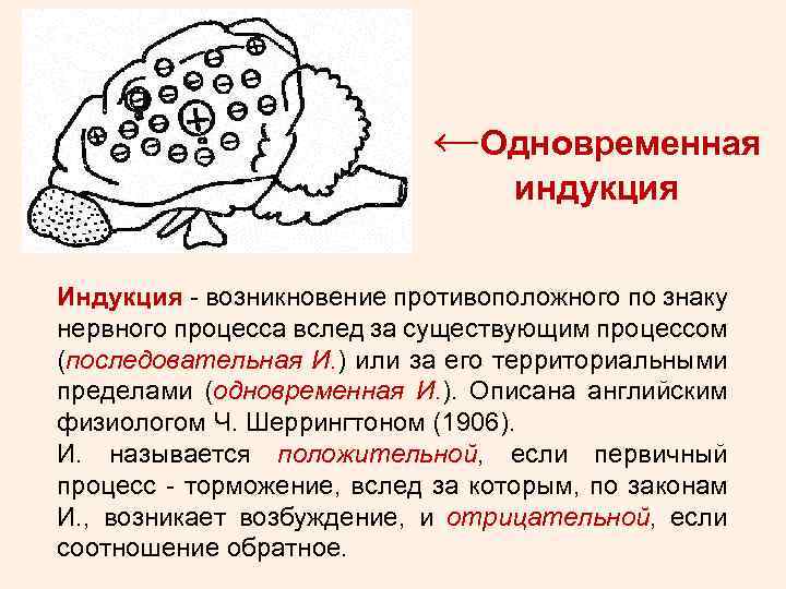 ←Одновременная индукция Индукция - возникновение противоположного по знаку нервного процесса вслед за существующим процессом