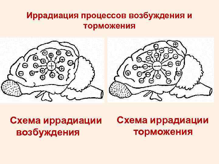 Иррадиация процессов возбуждения и торможения Схема иррадиации возбуждения Схема иррадиации торможения 