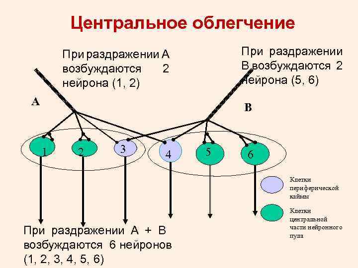 Центральное облегчение При раздражении В возбуждаются 2 нейрона (5, 6) При раздражении А возбуждаются