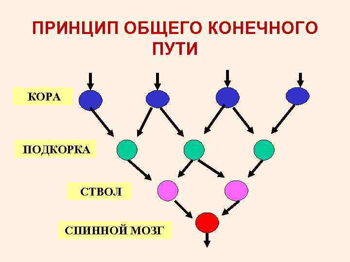 ПРИНЦИП ОБЩЕГО КОНЕЧНОГО ПУТИ КОРА ПОДКОРКА СТВОЛ СПИННОЙ МОЗГ 