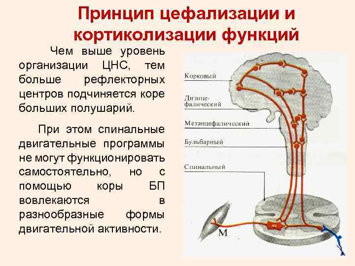 Рефлексы центры которых находятся в промежуточном мозге