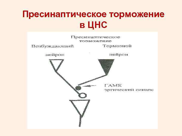 Пресинаптическое торможение в ЦНС 