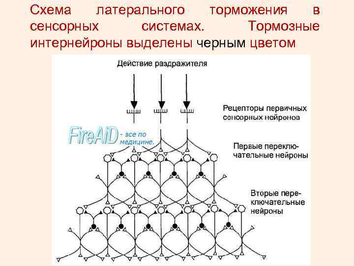 Латеральное торможение схема