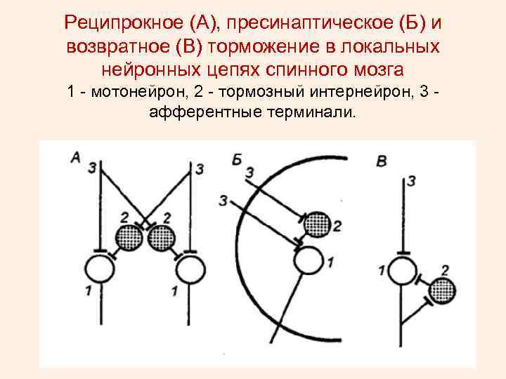 Реципрокное (А), пресинаптическое (Б) и возвратное (В) торможение в локальных нейронных цепях спинного мозга