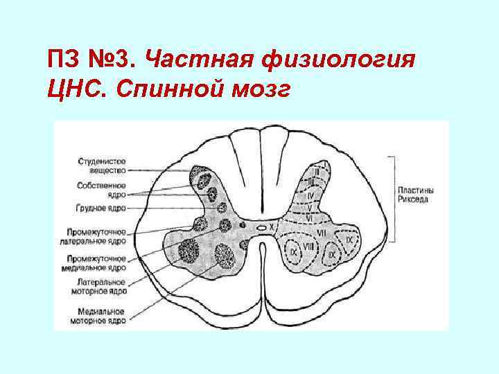 Центральный отдел нервной системы спинной мозг