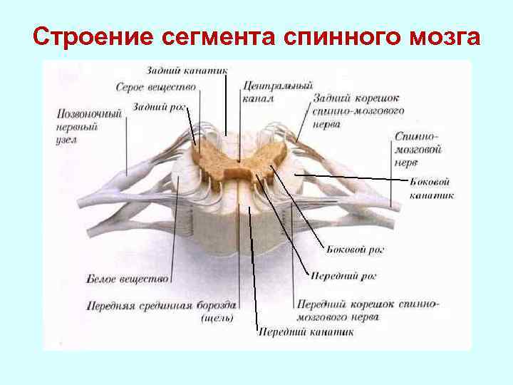 Выберите три верно обозначенные подписи к рисунку строение сегмента спинного мозга