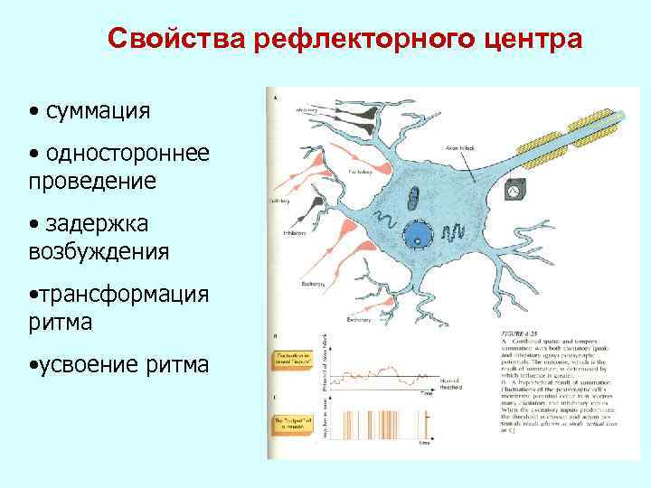 Свойства рефлекторного центра • суммация • одностороннее проведение • задержка возбуждения • трансформация ритма