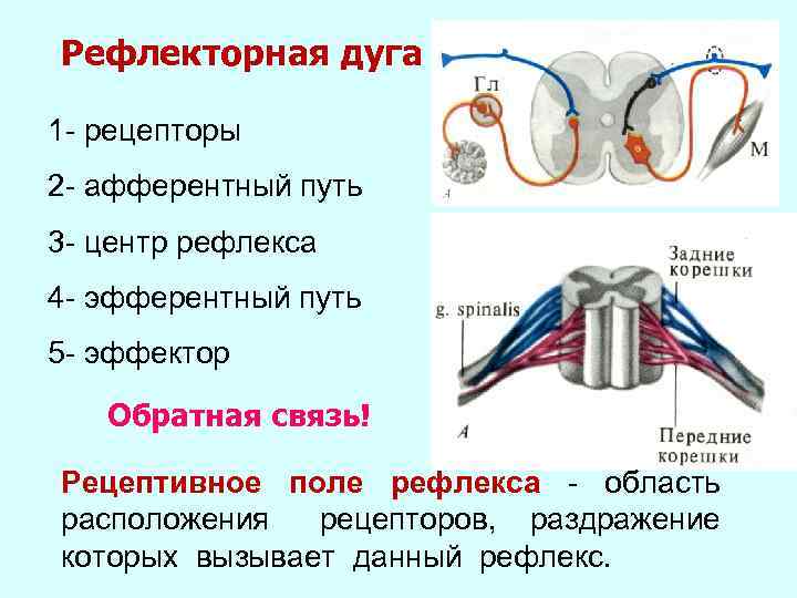 Рефлекторная дуга 1 - рецепторы 2 - афферентный путь 3 - центр рефлекса 4