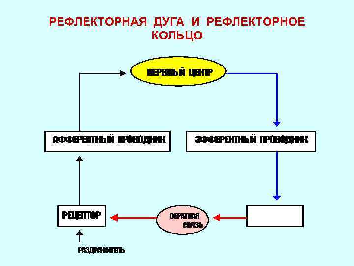 Схема рефлекторного кольца