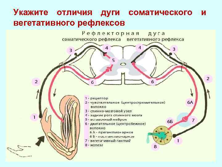 Висцеральный рефлекс. Схема дуги вегетативного рефлекса. Строение дуги вегетативного рефлекса. Рефлекторная дуга спинного мозга. Строение рефлекторной дуги спинного мозга.